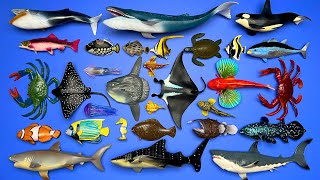 30 Marine Animals Megalodon Orca Blue Whale Manta Ray Sunfish Crab Turtle Tuna Etc MN044 [upl. by Ahseekat]