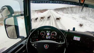 POV Driving Scania R580  Reindeer on the road [upl. by Oirramaj]