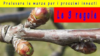 Marze per innesti 2024 quando prelevare la marza da innesto quale scegliere e come conservarle [upl. by Yecaw960]