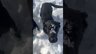 Billy loves the snow labrador labradordogtraining [upl. by Steffane]