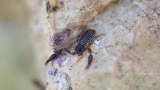 דמוי עקרב quotזוטקרבquot  Pseudoscorpion quotfalse  book scorpionquot [upl. by Tamiko897]