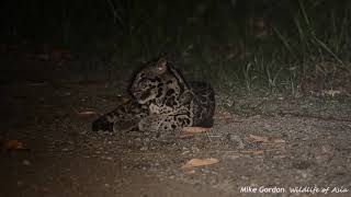 Clouded Leopards of Borneo [upl. by Anes]