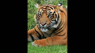 The Sunda Island Tiger [upl. by Tombaugh429]