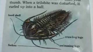 Introduction to Trilobites pt 1 of 2 [upl. by Janelle573]