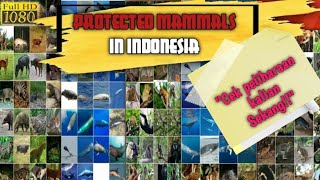 DAFTAR MAMALIA DILINDUNGI DI INDONESIA  DAFTAR LENGKAP [upl. by Mendes879]