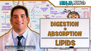 Gastrointestinal  Digestion amp Absorption Of Lipids [upl. by Giza]