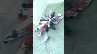 Khongapani CG pigeons bird pigeonwings kabutar birdspecies pigeonloves kabootar pigeon [upl. by Nlyak]