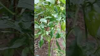 Bell pepper plant [upl. by Chivers316]