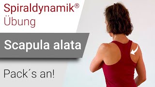 Spiraldynamik® Übung Skapula alata [upl. by Navinod]