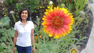 How to grow blanket flowers from seeds with actual results [upl. by Timofei]