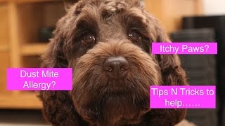 How to help Dogs with Dust Mite Allergies [upl. by Chap]