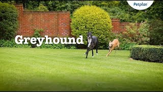 Greyhound Dog Breed Information Temperament amp Facts  Petplan [upl. by Nalor895]