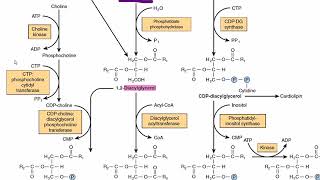 Biosynthesis of Phosphatidylcholine Lecithin  Phospholipid Biosynthesis  Acylglycerol metabolism [upl. by Sialac]