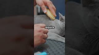 The Elegant Chartreux Cat pets pawsandwhiskers dog [upl. by Ellevehs]