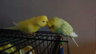 Parakeet Behavior  Budgies Grooming each other [upl. by Erskine]