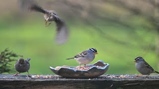 4K  White Crowned Sparrow Call Song Sights and Sounds while feeding [upl. by Aerdnahs133]