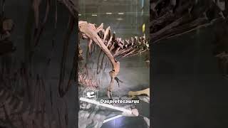 Impressive Daspletosaurus on Display at the Pacific Museum of Earth [upl. by Arundell665]