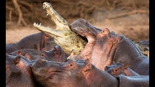 Hippo Attacks And Kills  Hippo vs Lion Zebra Wild Dogs Buffalo Rhino Impala Crocodile Human [upl. by Rosalinde895]