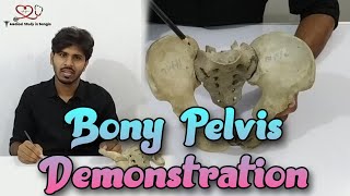 Articulated Pelvis anatomy in bangla  Bony Pelvis demonstration [upl. by Tsan]