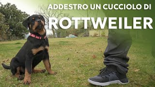 Come addestrare un cucciolo [upl. by Ashjian]