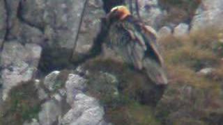 bearded vulture [upl. by Anoirtac]