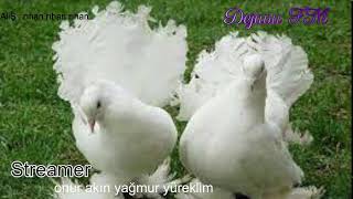 Dejavu🕊 FM • Canlı İstek Yayını  Online Radyo Dinle [upl. by Ydeh58]