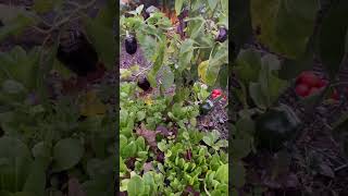 Long Island Backyard Garden November 2 zone7 ￼shorts [upl. by Aral]