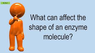 What Can Affect The Shape Of An Enzyme Molecule [upl. by Benisch392]