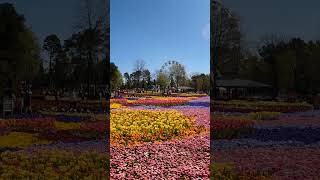 Floriade 2024 Canberra shrots youtubeshorts travel [upl. by Namreh]