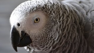 Parrot Aggression Dealing With OnePerson Birds [upl. by Airdnoed212]