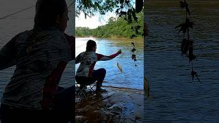 ASMR this river has a lot of fish [upl. by Mcgannon]