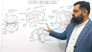 Class Bivalvia UrduHindi medium  Prof Masood Fuzail  Structure of Bivalves  Anatomy of Bivalves [upl. by Ayotan]