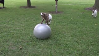 Baby Goat Loves Ball [upl. by Rauscher255]