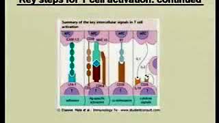 115 Antigen Processing and Presentation  Immunology Video Lectures [upl. by Notyard]