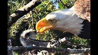 Bald eagle defies nature by adopting not eating baby hawk [upl. by Nakashima]