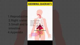 Abdominal regions and quadrants 🧑‍⚕️ Anatomical terms biology shorts [upl. by Rudy]