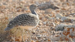 Houbara Bustard Llanos de Tindaya 6th February 2024 [upl. by Thornie399]