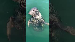 Big fat greedy Harbour Seal at Kilmore Quay Wexford Ireland 🇮🇪 [upl. by Cailean]