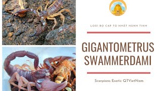 Feeding A Crazy Scorpion  Gigantometrus Swammerdami [upl. by Nytsua]