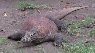 BIAWAK KOMODO KOMODO DRAGON Varanus komodoensis at SURABAYA ZOO [upl. by Elo742]