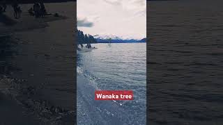 Wanaka Tree chinatourism china [upl. by Bolte]