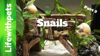 FAQ on Snails Part 2 [upl. by Notgnirrac]