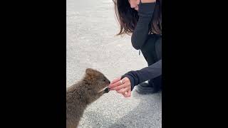 I came across Baby quokka asking for water [upl. by Nyral]