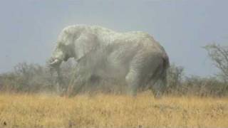 Huge bull elephant in Etosha National Park [upl. by Odanref]