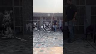 Ustad Babbi Pigeon Loft kabootarbazi kabootar pigeon shortfeed shortvideo short shorts [upl. by Eimor642]