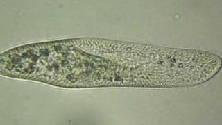 Paramecium caudatum [upl. by Reffotsirhc]