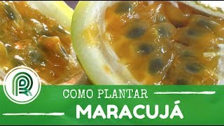 Aprenda a cultivar maracujá [upl. by Phelips]