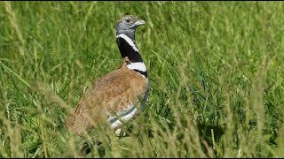 outarde canepetière et oedième criard [upl. by Immas]