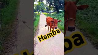 Habba hambacow cow animals bushcraft [upl. by Atnohsal]