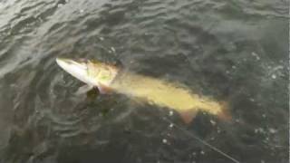 Giant pike strike on the fly [upl. by Adnamma]